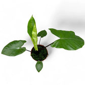 Alocasia macrorrhizos 'Black stem' potted plant in nursery pot on white background.