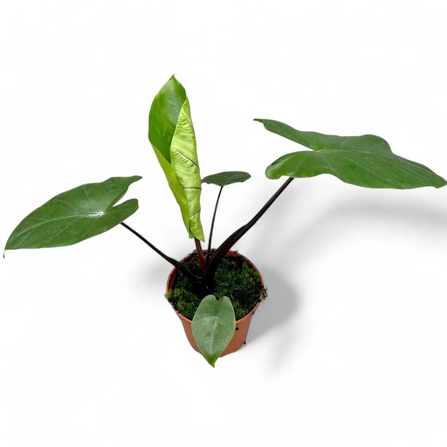 Alocasia macrorrhizos 'Black stem' potted plant in nursery pot on white background.