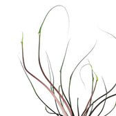 Alocasia macrorrhizos 'Flying Squid' close-up of leaf on white background.