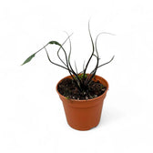 Alocasia macrorrhizos 'Flying Squid' potted plant in nursery pot on white background.