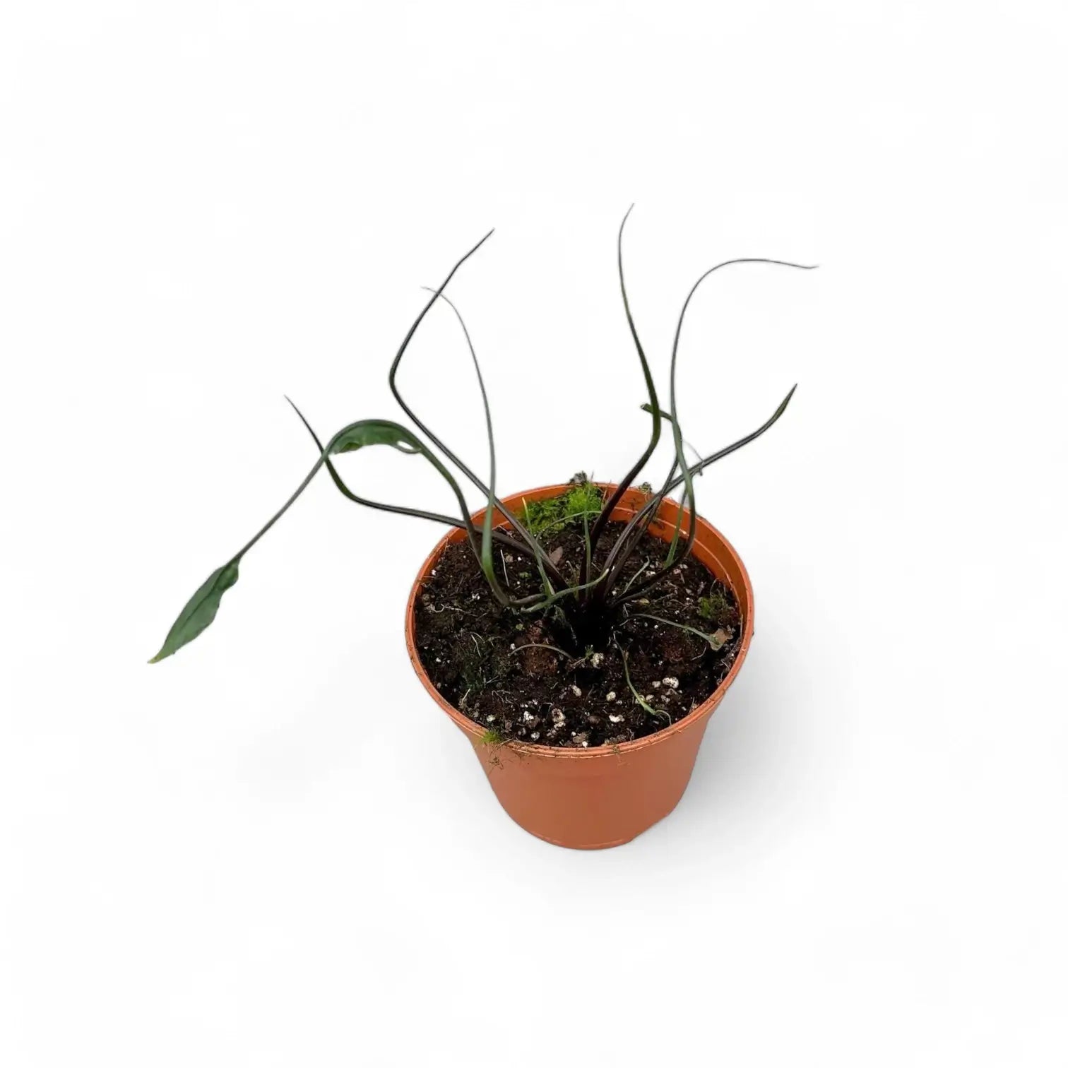 Alocasia macrorrhizos 'Flying Squid' potted plant in nursery pot on white background.