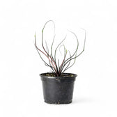 Alocasia macrorrhizos 'Flying Squid' potted plant in nursery pot on white background.