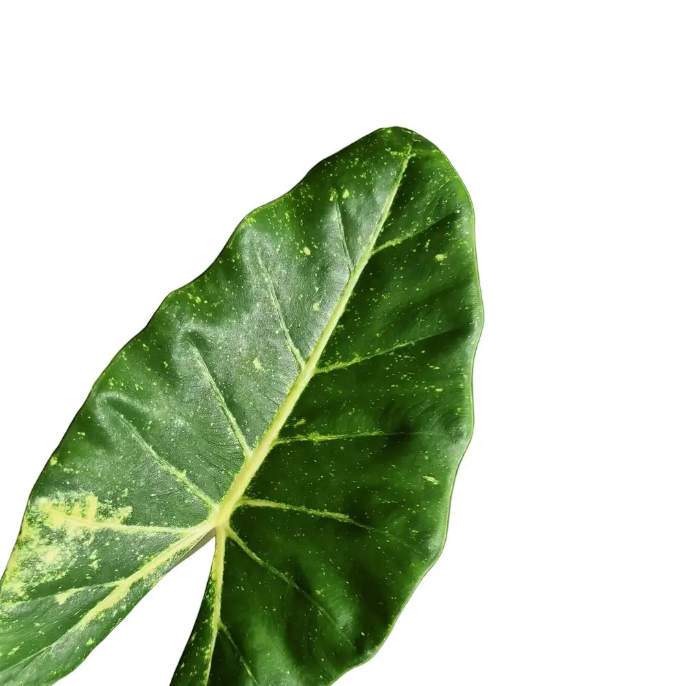 Alocasia macrorrhizos ‘New Guinea Gold’ – Blattdetail vor weißem Hintergrund..