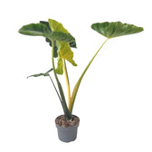 Alocasia macrorrhizos ‘New Guinea Gold’ potted plant in nursery pot on white background.