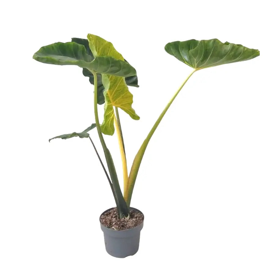 Alocasia macrorrhizos ‘New Guinea Gold’ Zimmerpflanze im Anzuchttopf vor weißem Hintergrund, Produktfoto 2.