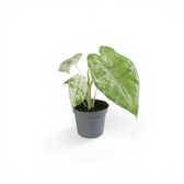 Alocasia macrorrhizos 'Splash' ('Camouflage') potted plant in nursery pot on white background.