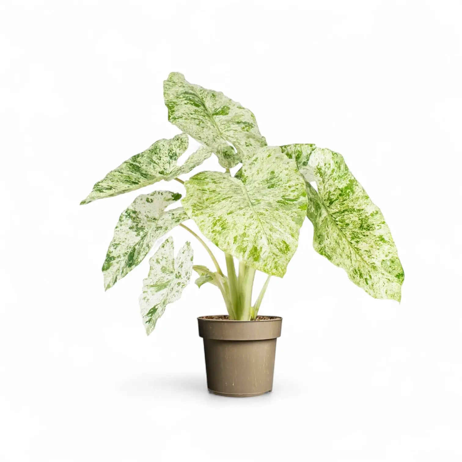 Alocasia macrorrhizos 'Splash' ('Camouflage') potted plant in nursery pot on white background.