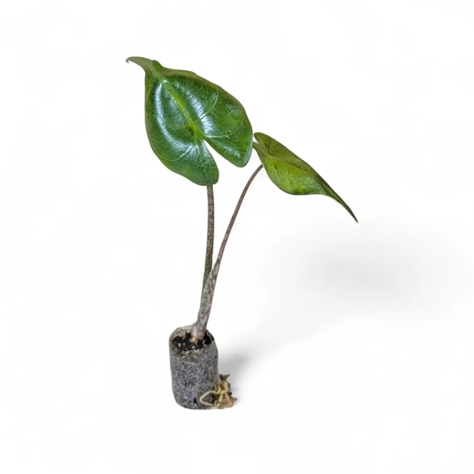 Alocasia macrorrhizos 'Stingray' potted plant in nursery pot on white background.