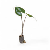 Alocasia macrorrhizos 'Stingray' potted plant in nursery pot on white background.