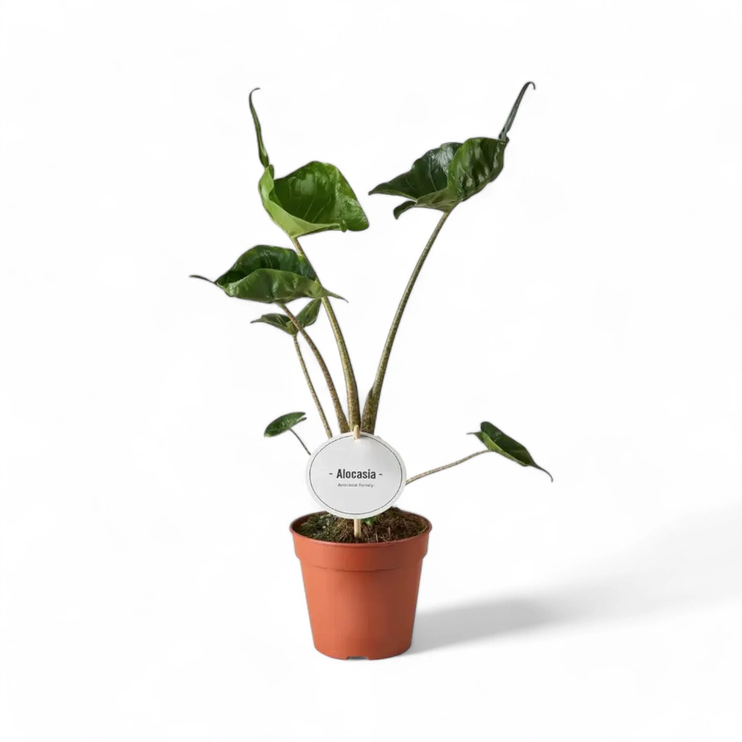 Alocasia macrorrhizos 'Stingray' potted plant in nursery pot on white background.