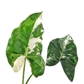Alocasia macrorrhizos var. variegata leaf close-up on white background.