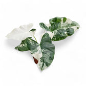 Alocasia macrorrhizos var. variegata potted plant in nursery pot on white background.