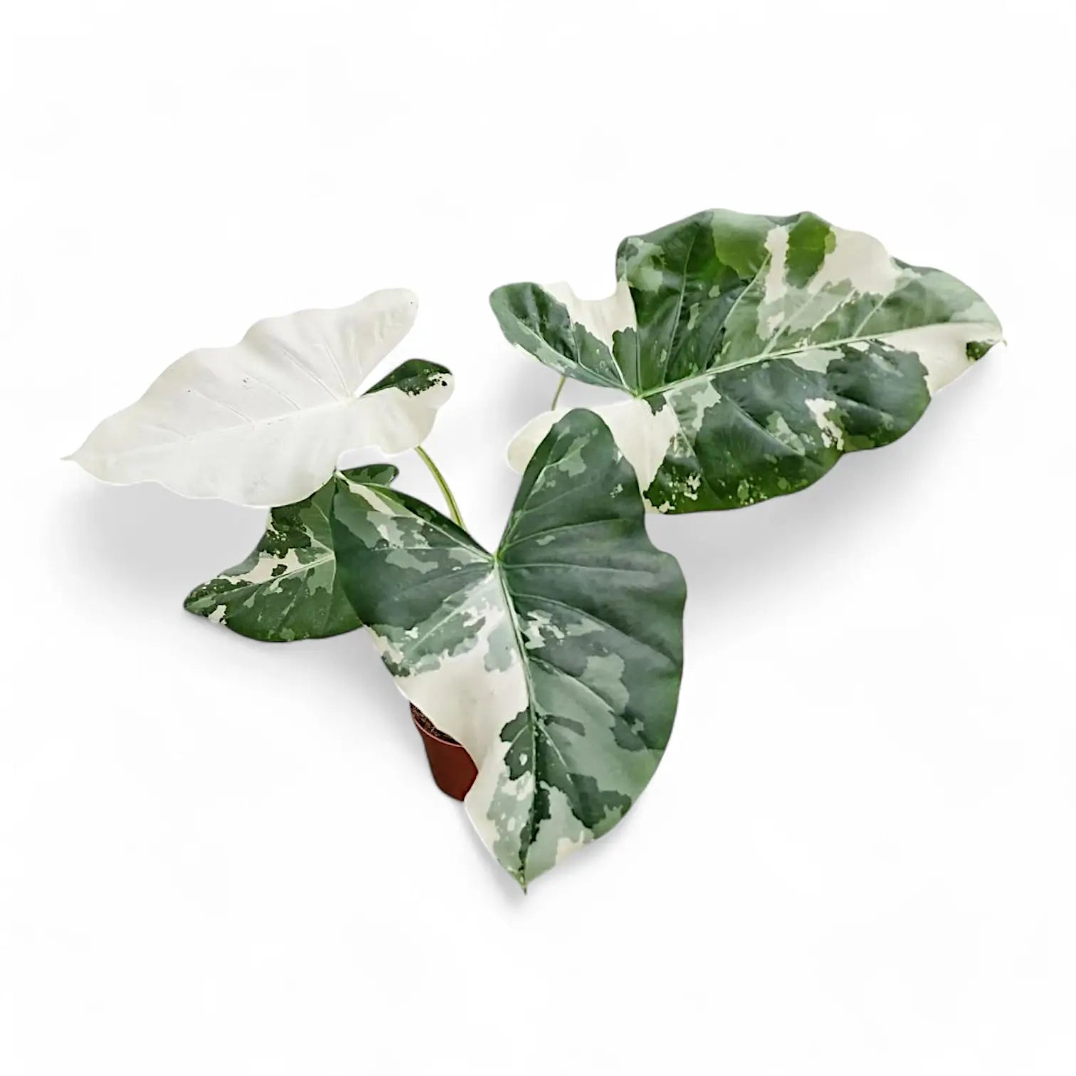 Alocasia macrorrhizos var. variegata potted plant in nursery pot on white background.