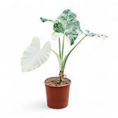 Alocasia macrorrhizos var. variegata potted plant in nursery pot on white background.