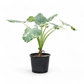 Alocasia macrorrhizos var. variegata potted plant in nursery pot on white background.