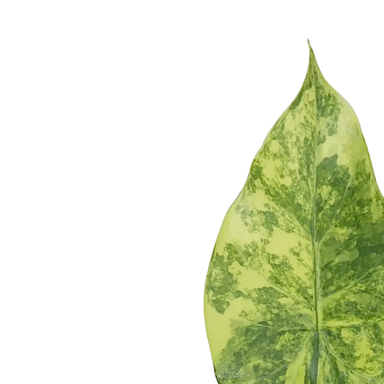 Nahaufnahme eines Blatts von Alocasia macrorrhizos variegata aurea vor weißem Hintergrund.