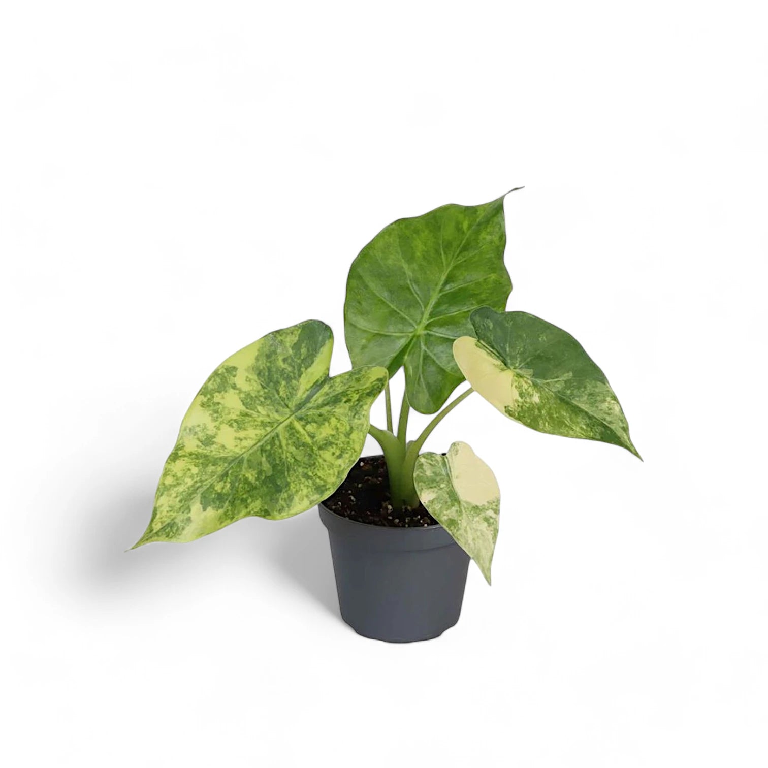 Alocasia macrorrhizos variegata aurea potted plant in nursery pot on white background.