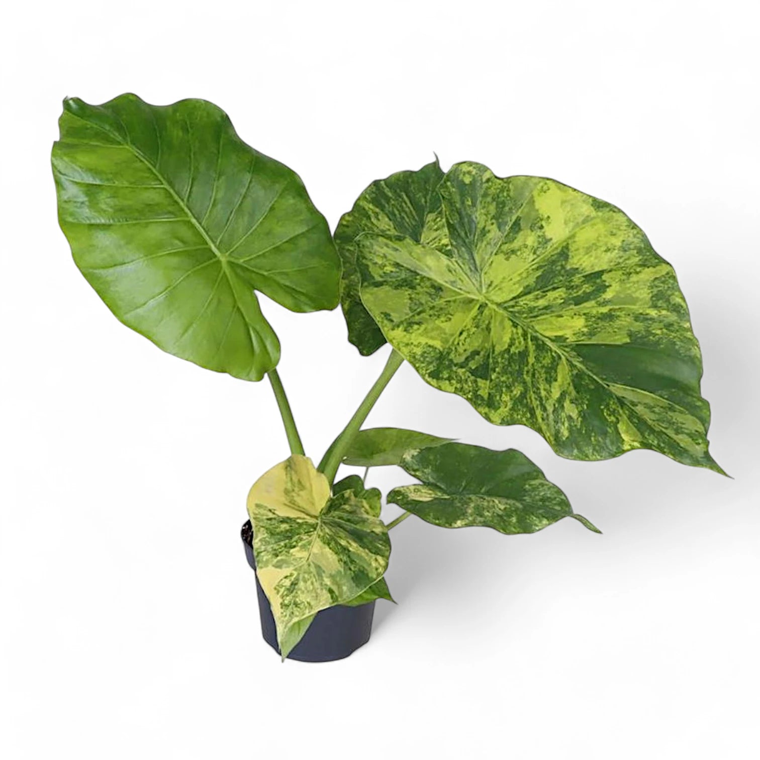 Alocasia macrorrhizos variegata aurea potted plant in nursery pot on white background.