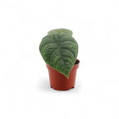 Alocasia 'Maharani' potted plant in nursery pot on white background.