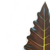 Alocasia ‘Mayan Mask’ ('Williams Hybrid’) – Blattdetail vor weißem Hintergrund..