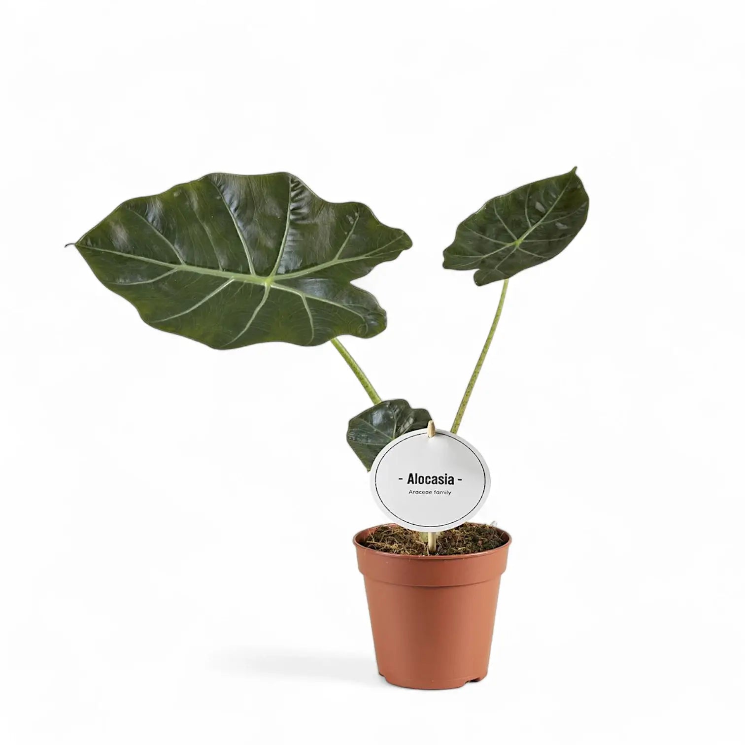 Alocasia ‘Mayan Mask’ ('Williams Hybrid’) Zimmerpflanze im Anzuchttopf vor weißem Hintergrund, Produktfoto 2.