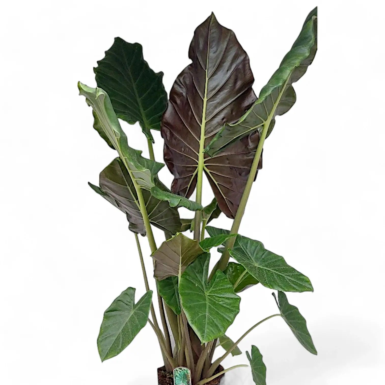 Alocasia ‘Mayan Mask’ ('Williams Hybrid’) Zimmerpflanze im Anzuchttopf vor weißem Hintergrund, Produktfoto 3.
