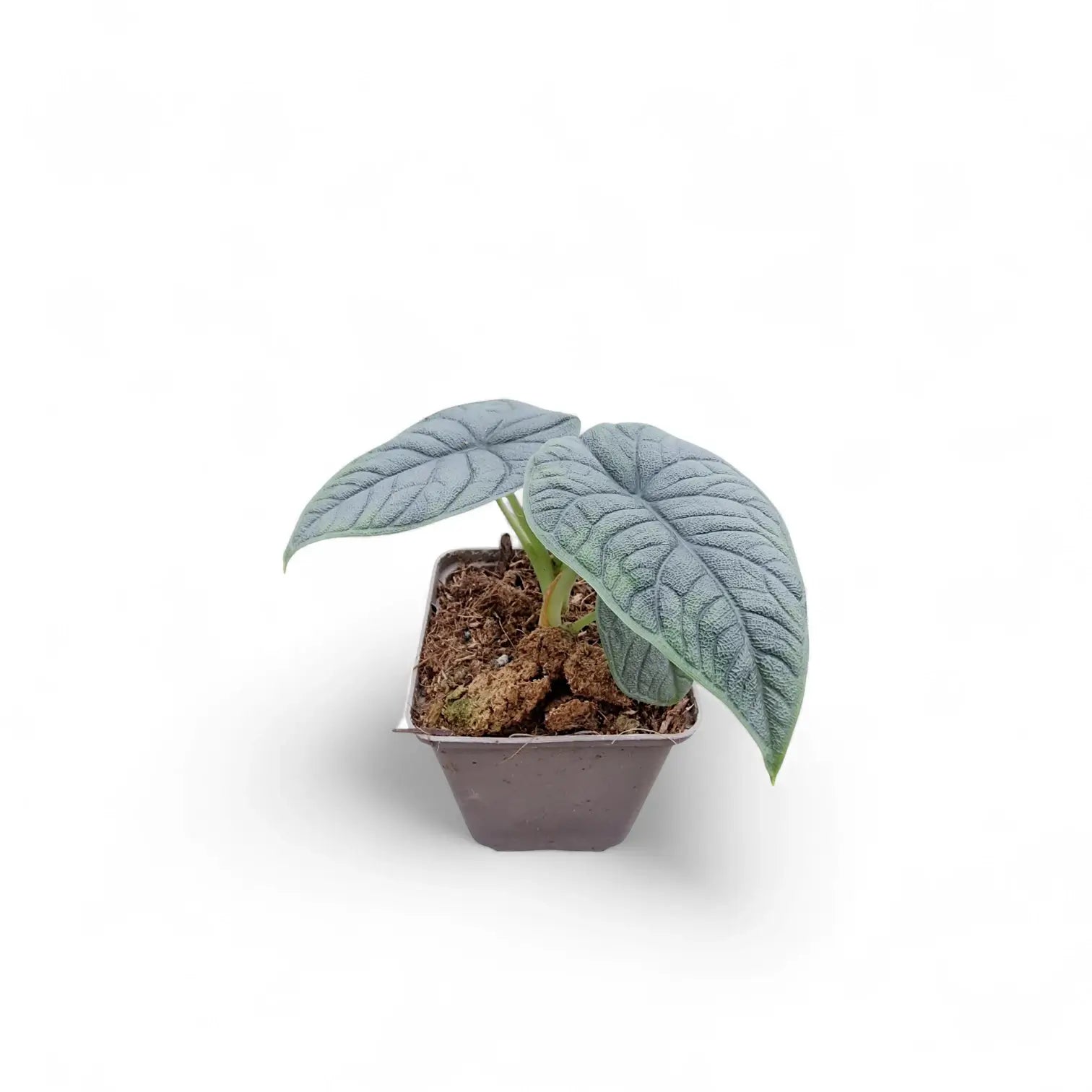 Alocasia Melo melo | Variegated – - Aurea Plant Carnivero 'Melo' 4