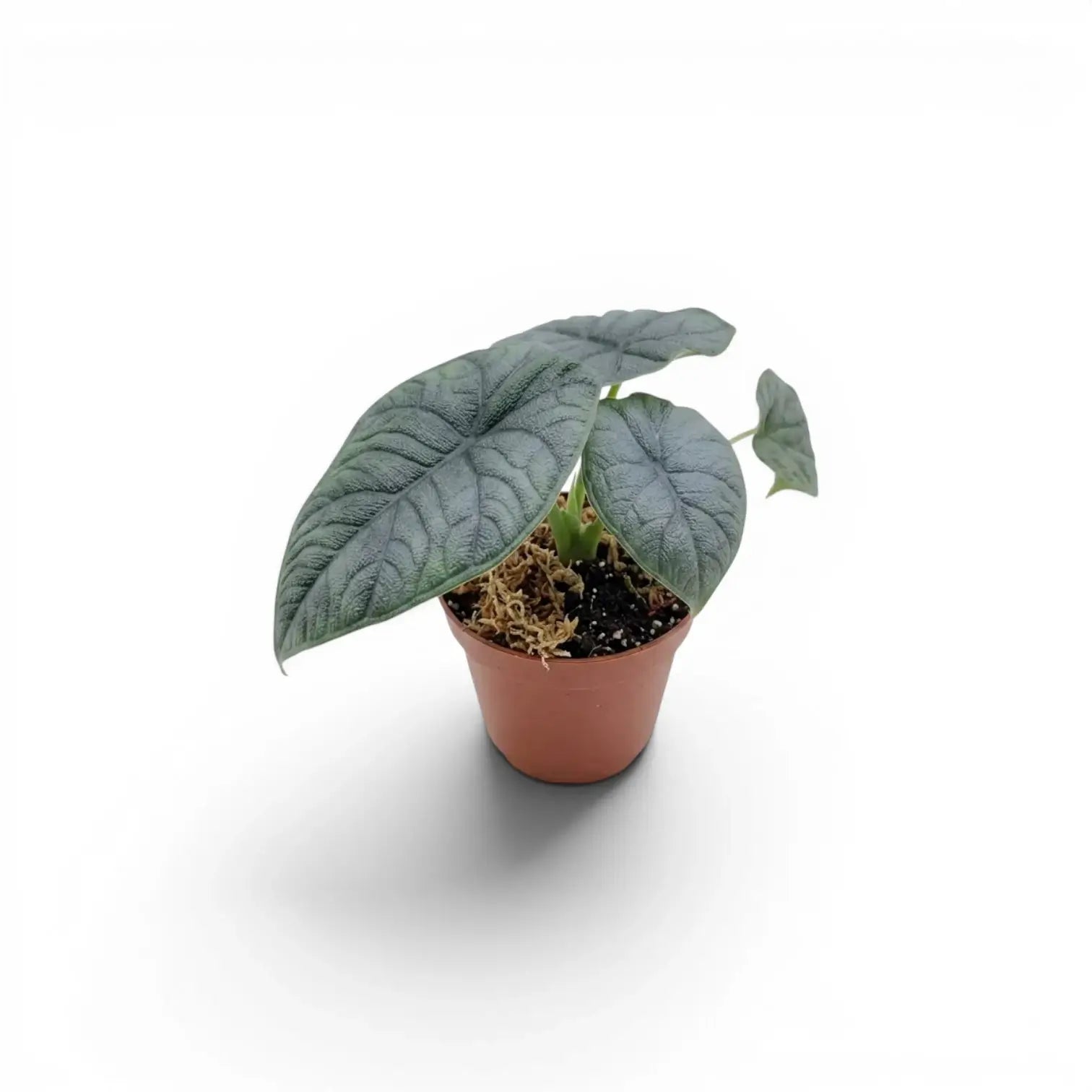Kleine Alocasia melo mit strukturierten Blättern im Anzuchttopf vor weißem Hintergrund