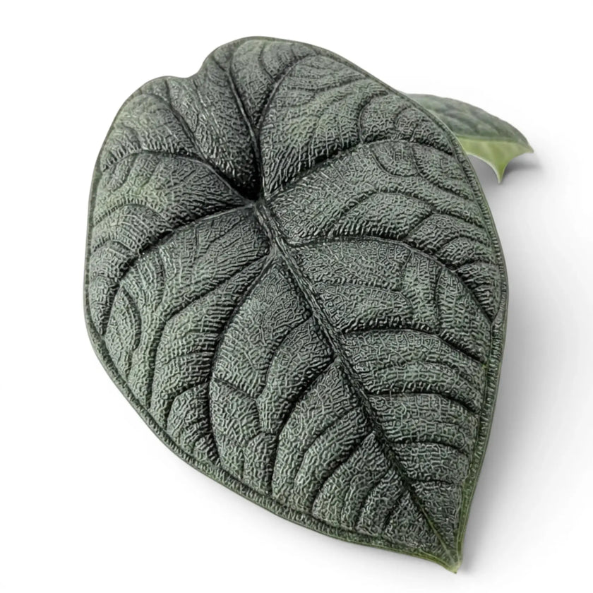 Close-up of Alocasia melo heavily textured leaf on a white background