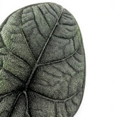 Nahaufnahme eines grau-grünen, strukturierten Blatts von Alocasia melo vor weißem Hintergrund