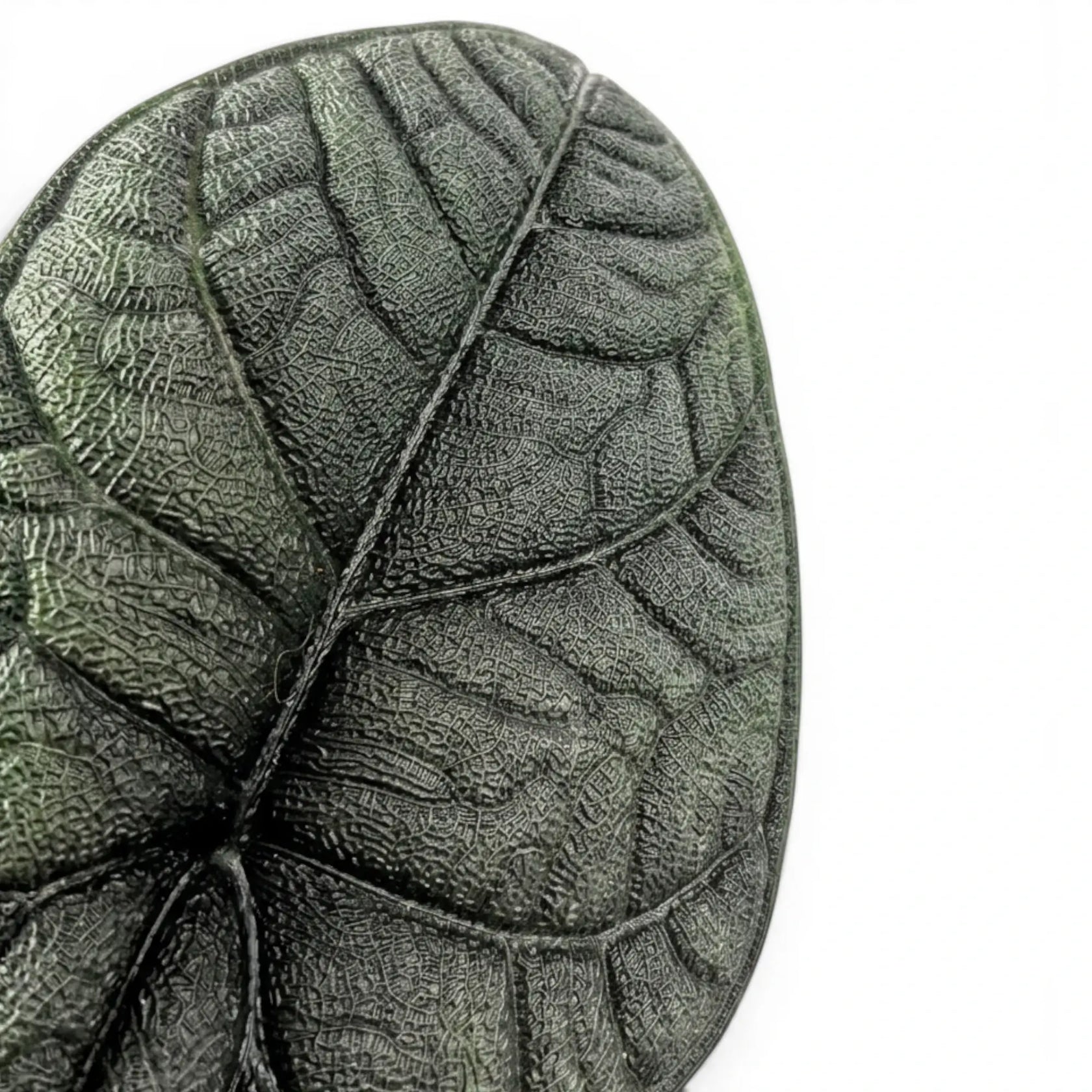 Nahaufnahme eines grau-grünen, strukturierten Blatts von Alocasia melo vor weißem Hintergrund