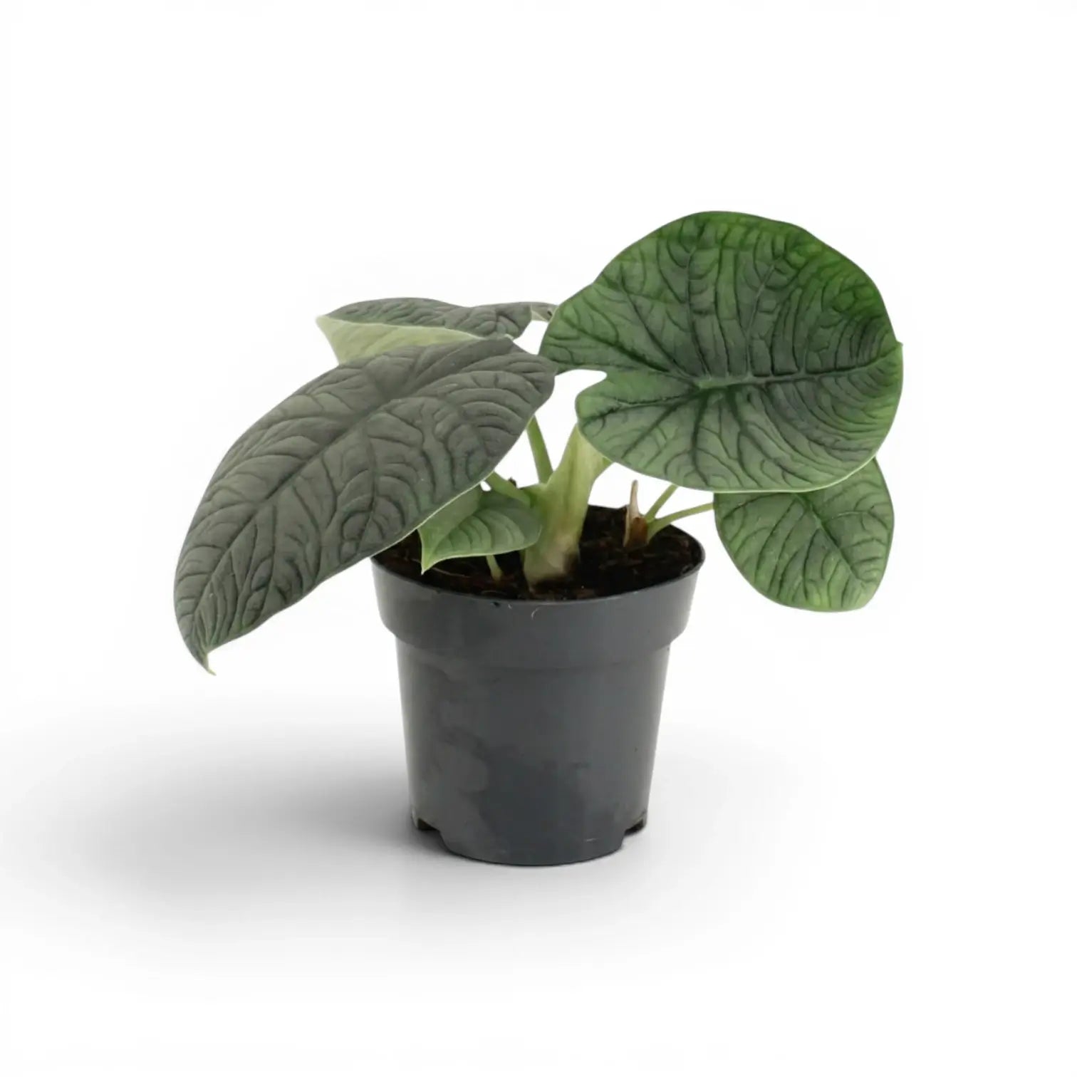 Mittelgroße Alocasia melo mit strukturierten grau-grünen Blättern im Anzuchttopf vor weißem Hintergrund