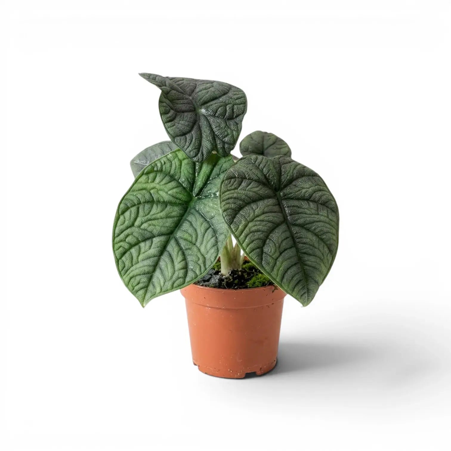 Mittelgroße Alocasia melo mit strukturierten grau-grünen Blättern im Anzuchttopf vor weißem Hintergrund