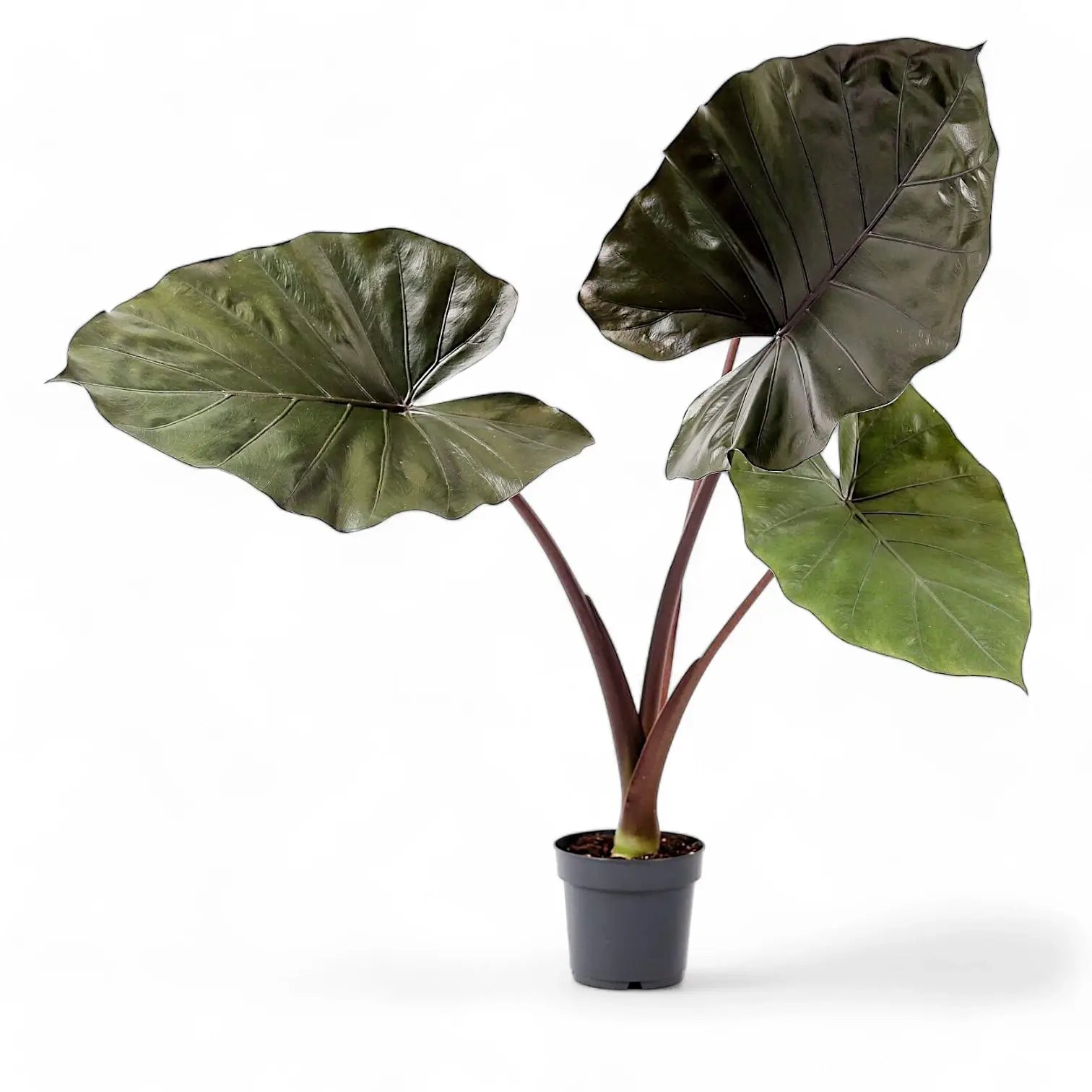 Alocasia 'Metalhead' Zimmerpflanze im Anzuchttopf vor weißem Hintergrund, Produktfoto 2.