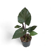 Alocasia 'Metalhead' potted plant in nursery pot on white background.