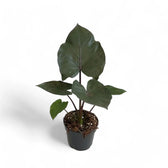 Alocasia 'Metalhead' potted plant in nursery pot on white background.