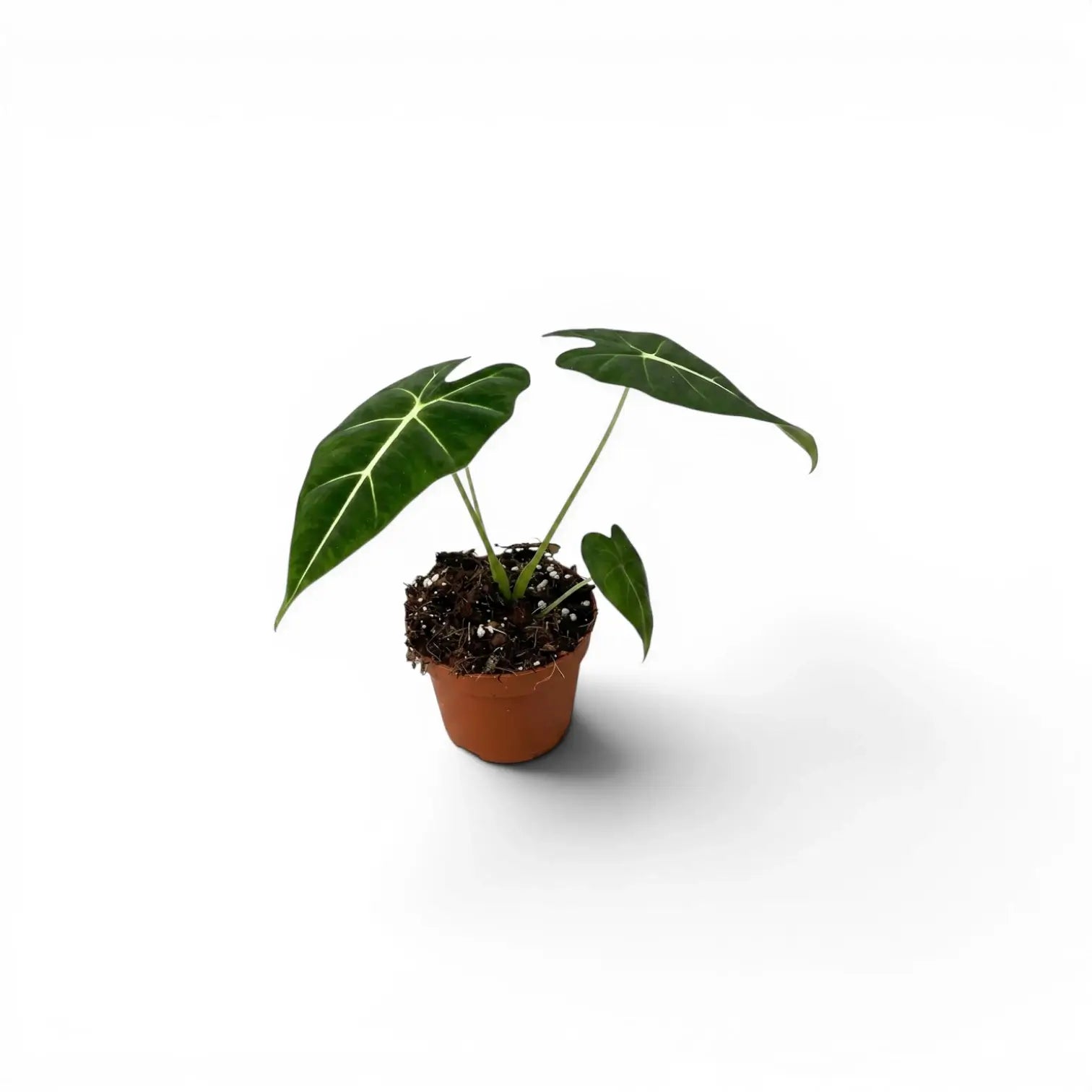 Alocasia micholitziana Jungpflanze im Topf mit grünen Blättern auf weißem Hintergrund