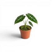 Alocasia micholitziana Jungpflanze im Topf mit grünen Blättern auf weißem Hintergrund