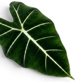 Nahaufnahme eines großen grünen Blattes der Alocasia micholitziana mit weißen Blattadern auf weißem Hintergrund