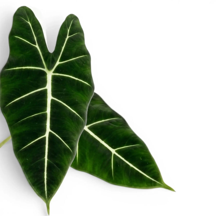 Nahaufnahme von zwei grünen Blättern der Alocasia micholitziana mit weißen Blattadern auf weißem Hintergrund