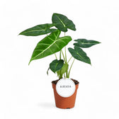 Alocasia micholitziana ‘Green velvet’ (‘Maxkowskii') potted plant in nursery pot on white background.