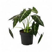 Alocasia micholitziana ‘Green velvet’ (‘Maxkowskii') potted plant in nursery pot on white background.