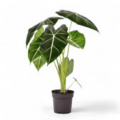 Alocasia micholitziana ‘Green velvet’ (‘Maxkowskii') potted plant in nursery pot on white background.
