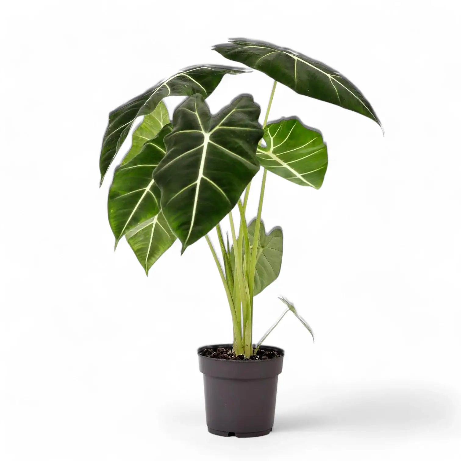 Alocasia micholitziana ‘Green velvet’ (‘Maxkowskii') potted plant in nursery pot on white background.