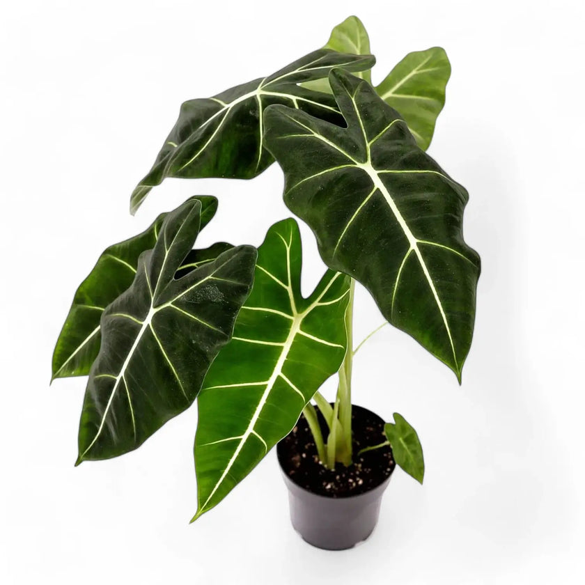 Alocasia micholitziana ‘Green velvet’ (‘Maxkowskii') – Topfpflanze im Kulturtopf vor weißem Hintergrund, Produktfoto 5.