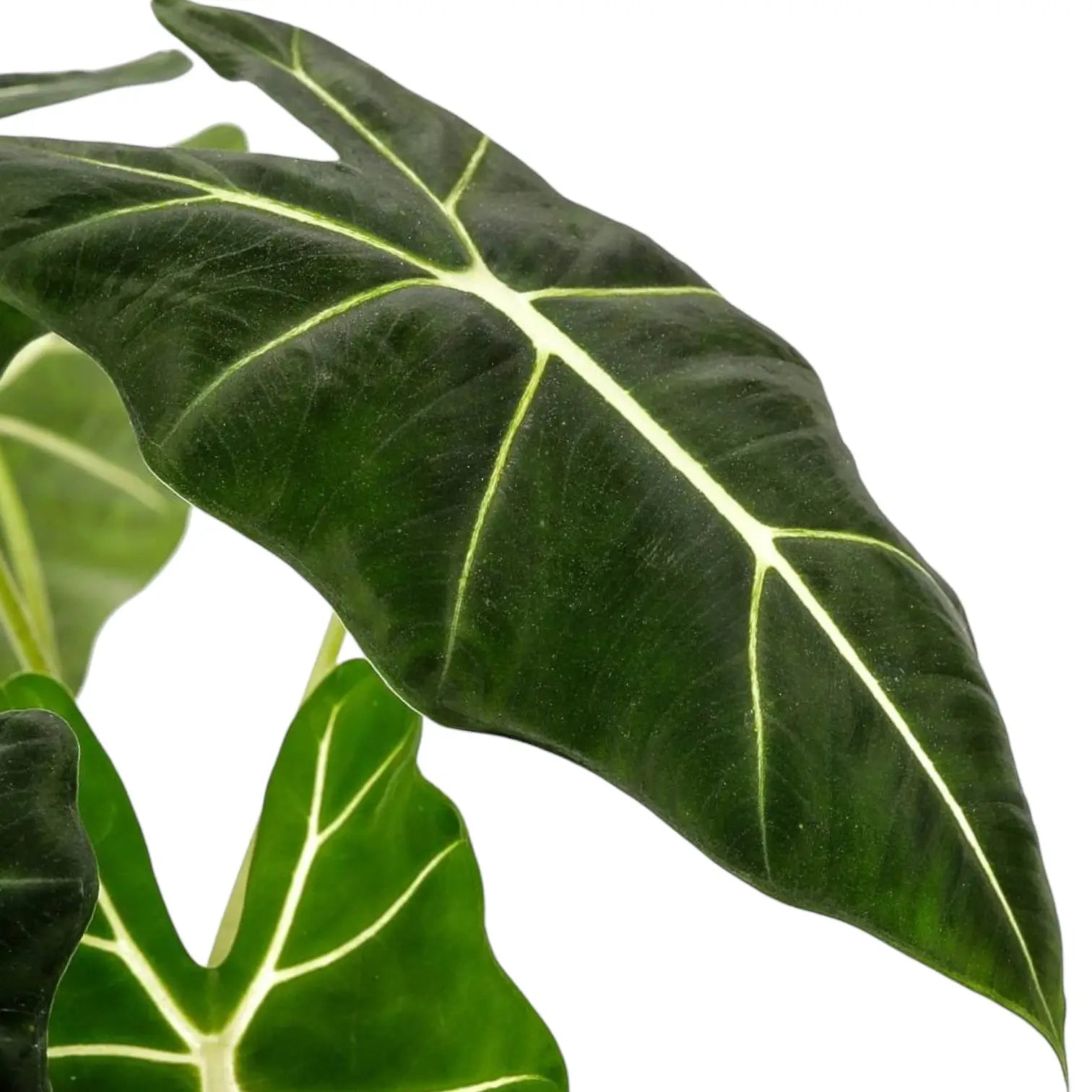 Alocasia micholitziana ‘Green velvet’ (‘Maxkowskii') potted plant in nursery pot on white background.