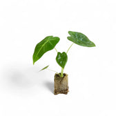 Alocasia micholitziana ‘Green velvet’ (‘Maxkowskii') potted plant in nursery pot on white background.