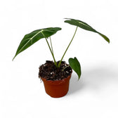 Alocasia micholitziana ‘Green velvet’ (‘Maxkowskii') potted plant in nursery pot on white background.