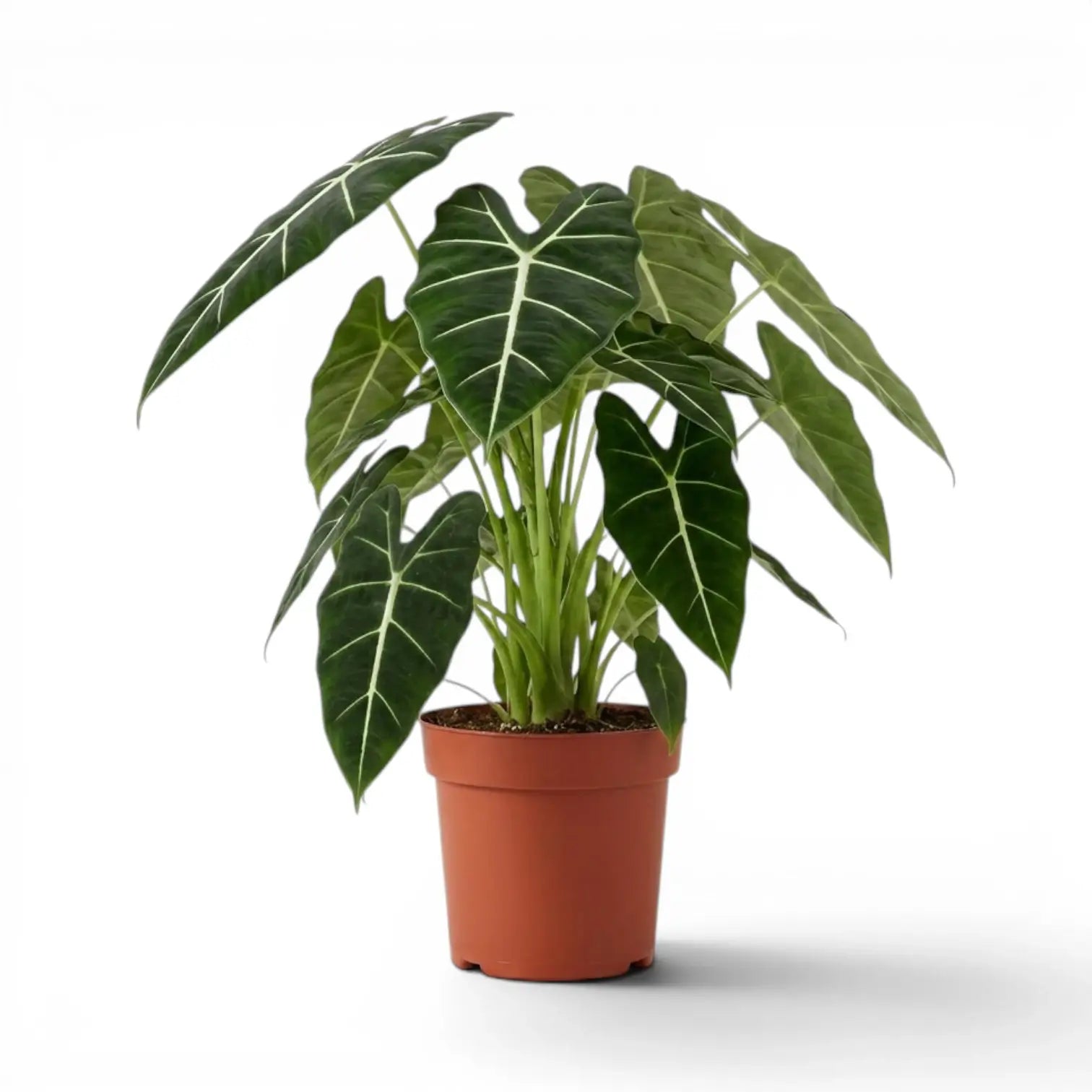 Große Alocasia micholitziana im Topf mit großen grünen Blättern auf weißem Hintergrund