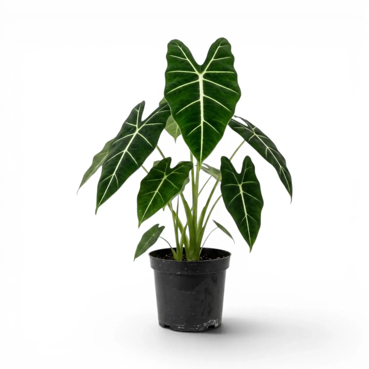 Große Alocasia micholitziana im Topf mit grünen Blättern auf weißem Hintergrund